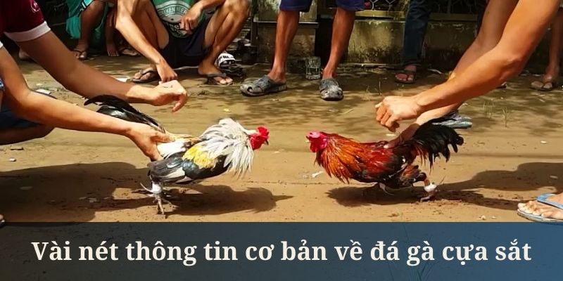 Gà cựa sắt là loại hình đã xuất hiện từ khá lâu ở Việt Nam