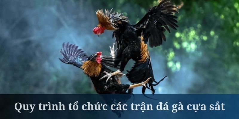 Gà cựa sắt có quy định rõ ràng về sân đấu