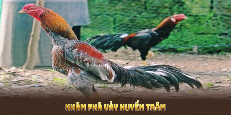 Khám phá vảy huyền trâm cùng ý nghĩa đặc trưng của chúng