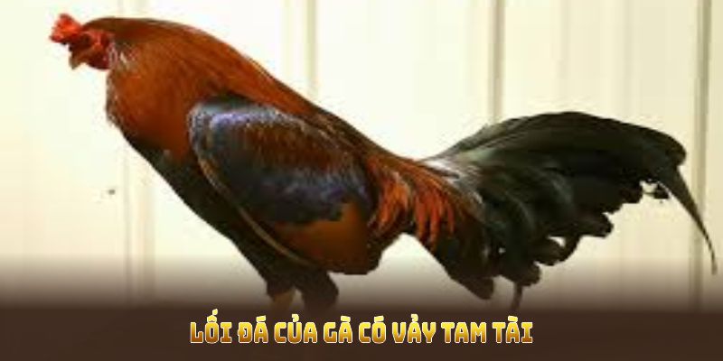 Tìm hiểu đá của gà có vảy tam tài để nhìn nhận hiệu quả