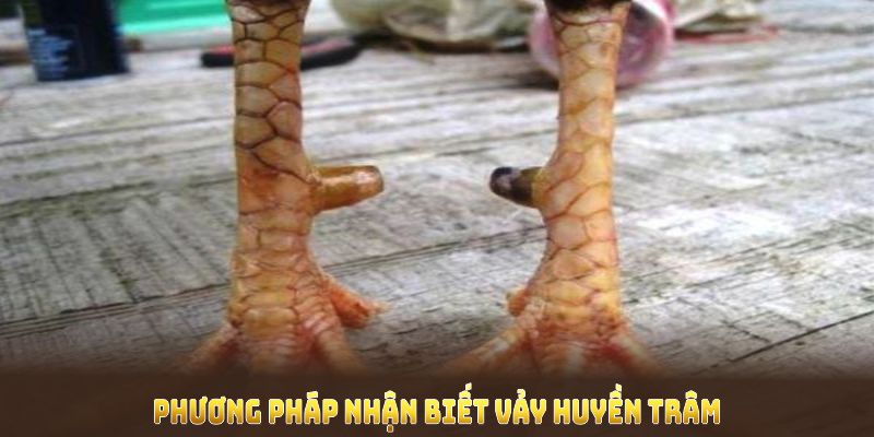 Phương pháp nhận biết vảy huyền trâm nhanh chóng và chính xác