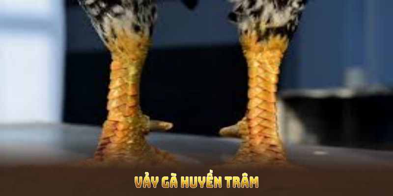 Vảy Gà Huyền Trâm: Đặc Điểm Giúp Tăng Khả Năng Chiến Đấu